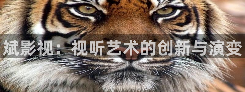 熊猫电影yy6y6：斌影视：视听艺术的创新与演变